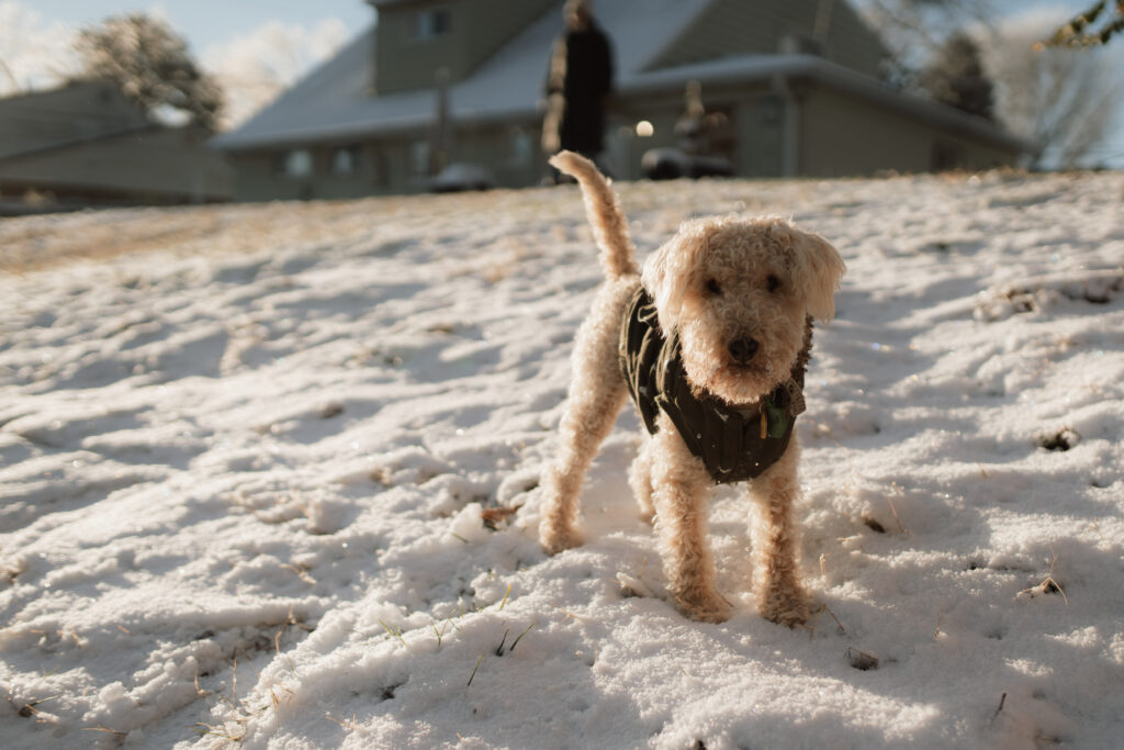 Dog in the snow as an example of snow photo ideas